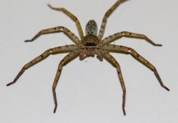 Spider on the wall in the bathroom