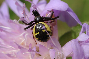 Thomise Napoléon --- Thomise globuleuse (Synema globosum)
