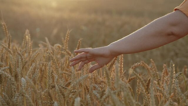 Unrecognizable middle aged woman walks in ripe cereal field, touches ears with hand, close-up. Lady in orange dress enjoys unity with nature at sunset. Concept of harmony, balance, tranquility.