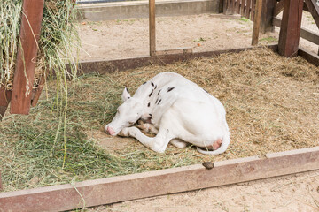 A young white spotted cow lies on the dry grass in the wooden paddock