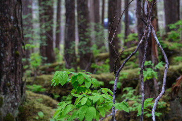 Lush flora in woods jungle wilderness rain forest nature landscape scenery in national park near Hoonah, Icy Strait Point in Alaska with trees, bushes, flowers and green grass environment