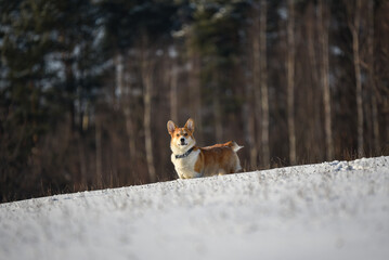 pies w zimie w lesie