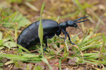 Méloé printanier (Meloe proscarabaeus)