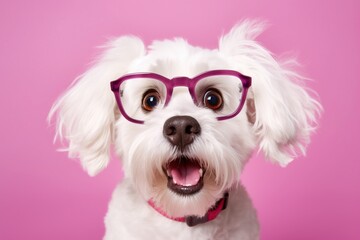 Studio portrait of shocked dog wearing glasses