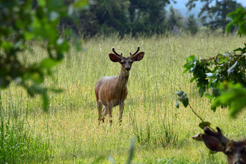 Blacktail Buck in a Meadow at Point Reyes National Seashore