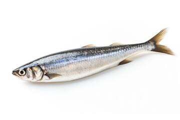 Naklejka premium raw sardine isolated on solid white background, created by Generative AI