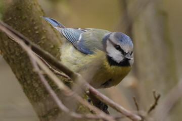 Mésange bleue (Cyanistes caeruleus)