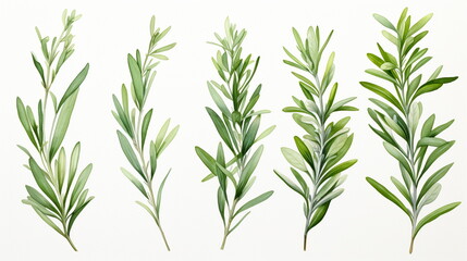 set of watercolor green leaves rosemary. Collection botanical vector isolated on white background suitable for Wedding Invitation, save the date, thank you, or greeting card, white background