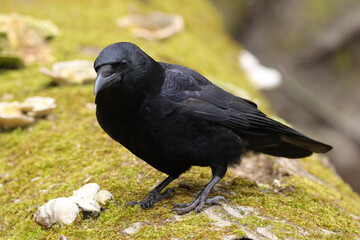 Corneille noire (corvus corone)