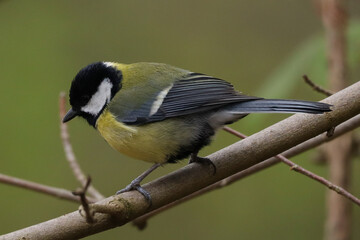Mésange charbonnière (Parus major)