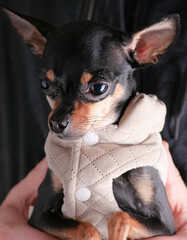 a dog in a dress is funny