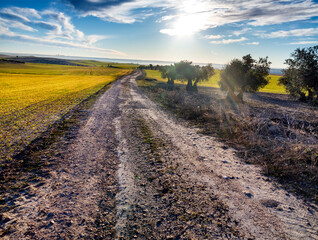 Camino entre sembrados y olivos