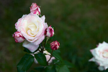 Tea-hybrid rose rose variety Anna.