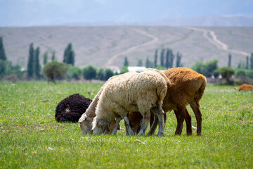 Obraz na płótnie Canvas Goats and sheep, livestock in the background of mountains and fields around Issyk-Kul, Kyrgyzstan