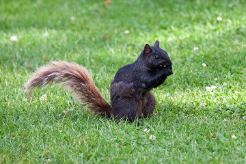 Black Squirrel Eating a Nut at Peace Portal Park Near Blaine, Washington