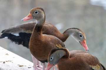Ducks
