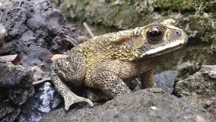 Premium Photo | a beautiful Giant Frog photo, nature background