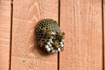 Osy , gniazdo os © EwaAF