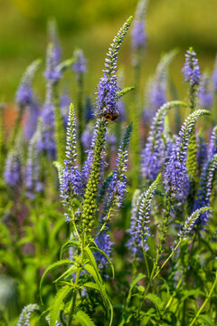 Veronica longifolia, garden speedwell or longleaf speedwell on the summer meadow