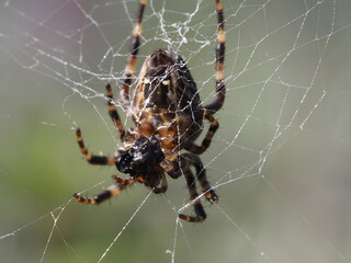Garden spider weaving its web