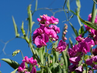 Perennial pink sweet pea flowers