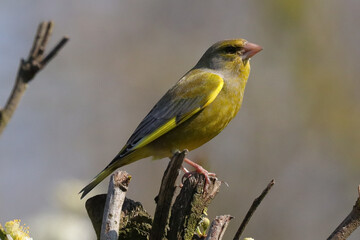 Verdier d'europe (chloris chloris --- carduelis chloris)