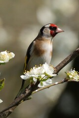 Chardonneret élégant (carduelis carduelis)