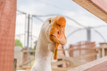 Cool angry white goose with orange nose close up. Selective focus.