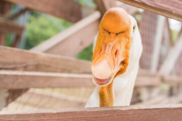 Cool white goose with orange nose close up. Selective focus.
