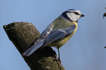 Mésange bleue (cyanistes caeruleus)