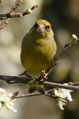 Verdier d'europe (chloris chloris --- carduelis chloris)