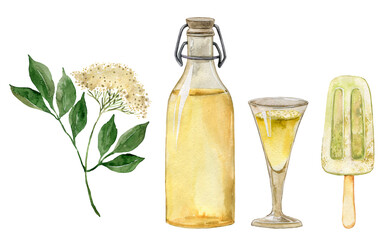 Elderflower alcoholic cocktail, sparkling wine, homemade beverage, healthy drink, hugo spritz, elderflower tea, elderflowers liquor, aperitif. Drink illustration, menu, recipe, cocktail bar, party