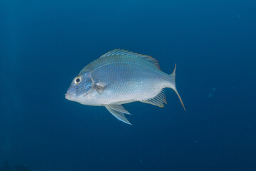 Naklejka premium Fish swimming in the Red Sea, colorful fish, Eilat Israel 