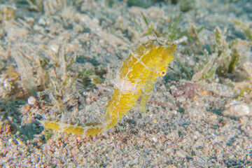 Sea ​​horse in the Red Sea Colorful and beautiful, Eilat Israel