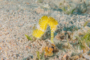 Sea ​​horse in the Red Sea Colorful and beautiful, Eilat Israel