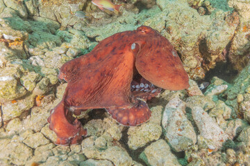 Octopus king of camouflage in the Red Sea, Eilat Israel 
