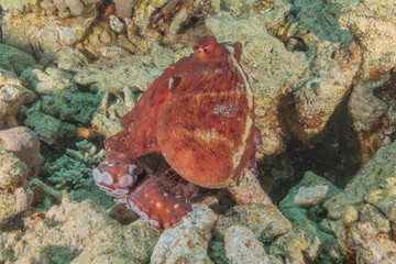 Octopus king of camouflage in the Red Sea, Eilat Israel 
