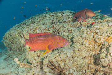 Fototapeta premium Fish swimming in the Red Sea, colorful fish, Eilat Israel 