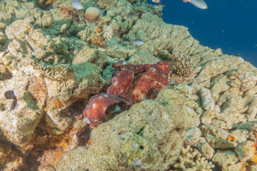 Naklejka na ściany i meble Octopus king of camouflage in the Red Sea, Eilat Israel 