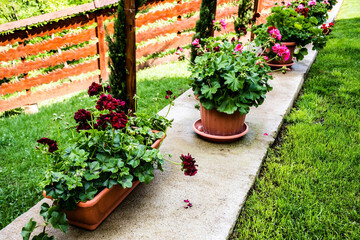 Flower pots with geraniums in a garden.