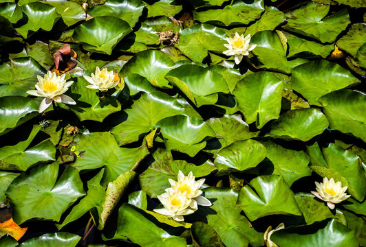 Background with water lilies and frogs sitting on flower leaves.