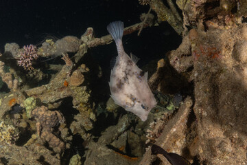 Fish swimming in the Red Sea, colorful fish, Eilat Israel
