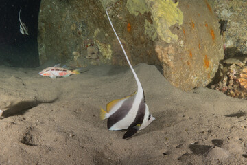 Obraz premium Fish swimming in the Red Sea, colorful fish, Eilat Israel 