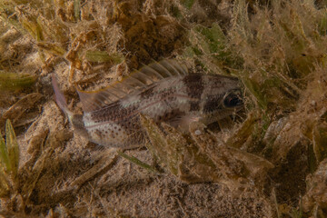 Fish swimming in the Red Sea, colorful fish, Eilat Israel
