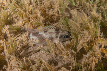 Fish swimming in the Red Sea, colorful fish, Eilat Israel
