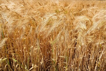 Getreidefeld im Sommer am Niederrhein