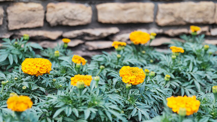 Decorative flowering plant Marigold as summer floral background.