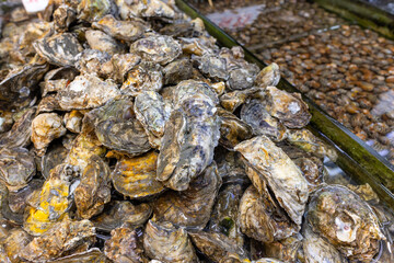 Seafood oyster sell in wet market