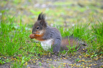 Red squirrel snacking. We can help by providing a wide variety of nuts and seeds. They prefer...