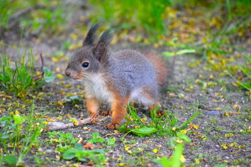 Naklejka na ściany i meble A red European squirrel on the grass foraging for ripe summer berries and seeds They bury the walnuts and monkey nuts but forget where so they are often seen digging like crazy in private back gardens